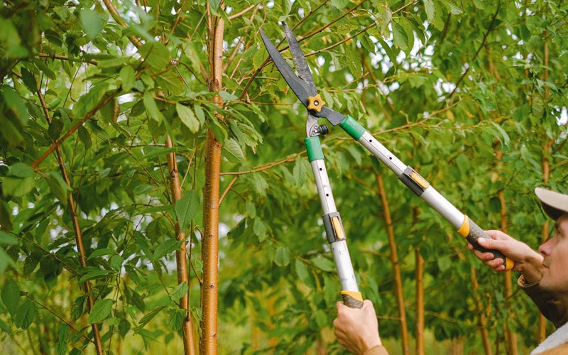 Tree trimming in Elgin, OH